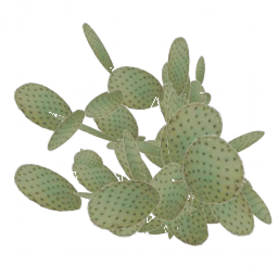 Куст(Кактус) - №75598