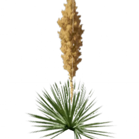 Пляжный куст - №75423