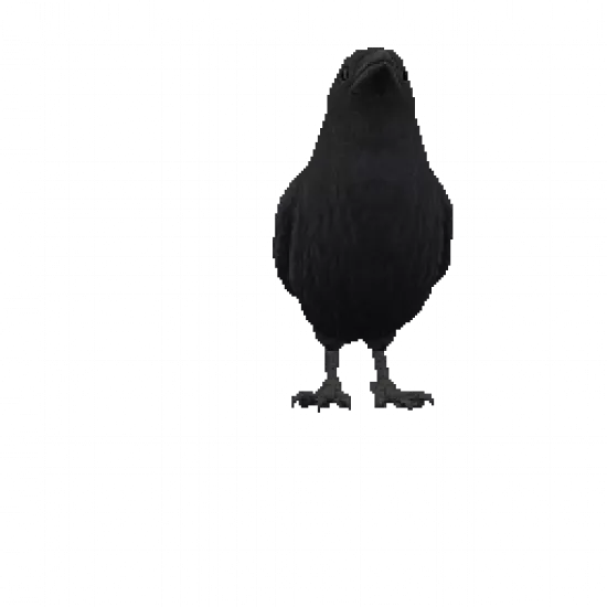 Ворона на плечо - №31424