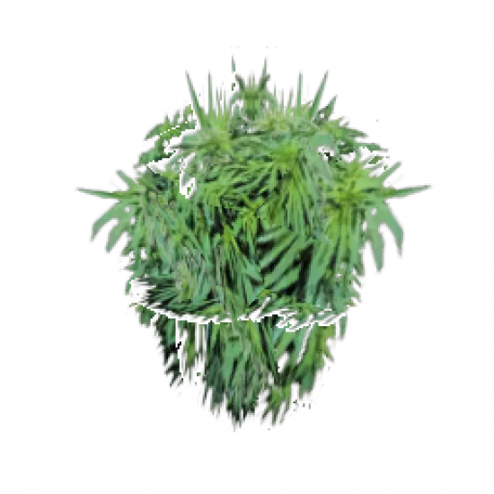 Зеленый куст - №68479