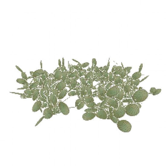 Кактусы - №68422