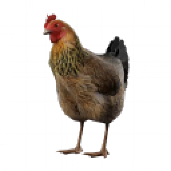 Курица для обмена - №77914