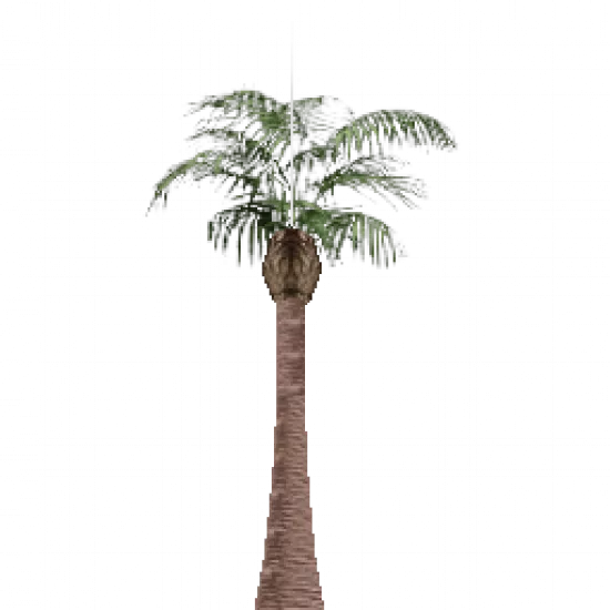 Объект: Пальма 1 - №80176